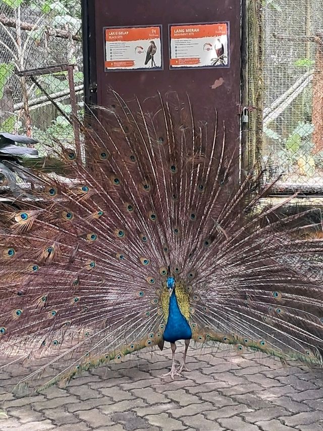 Roars, Paws & Jungle Laws – A Day at Zoo Negara