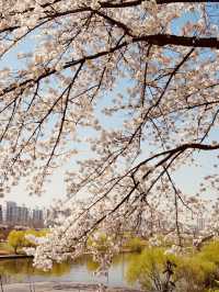 Seoul's Spring Spectacle: Experiencing the Beauty of Yunjung Road