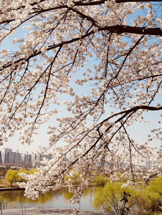 Seoul's Spring Spectacle: Experiencing the Beauty of Yunjung Road