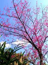 🌸** 烏來區以其自然美景**🌸