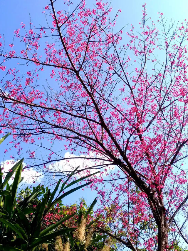 🌸** 烏來區以其自然美景**🌸
