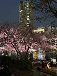 벚꽃 풍경과 야간 라이트업을 보며 🌸산책데이트하기에 좋은 벚꽃여행지🌸