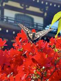 Spring Stroll at Kanshuji Temple