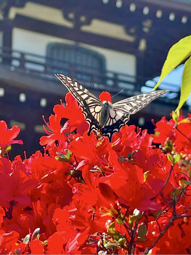 Spring Stroll at Kanshuji Temple
