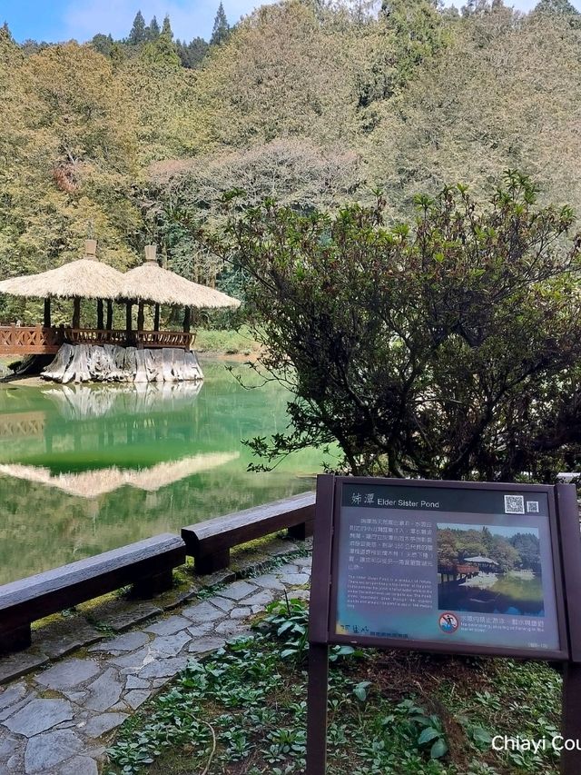 ไปดูดอกแมกโนเลียที่ Alishan 