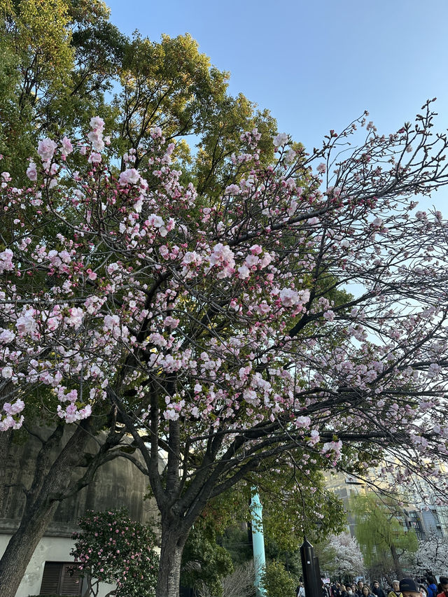 日本百大賞櫻勝地🌸東京上野恩𧶽公園🌸