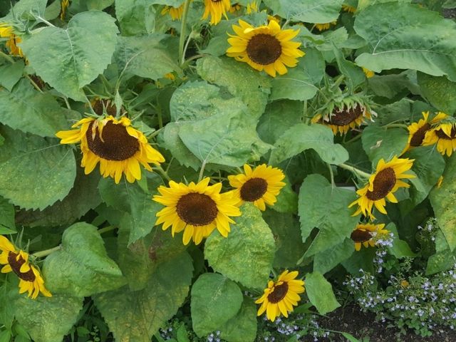 [🇯🇵京都] 花に癒されるひととき、京都府立植物園を訪れてみませんか？