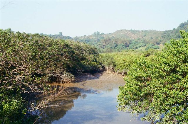 An Endless Number of Fish Ponds in Yuen Long 