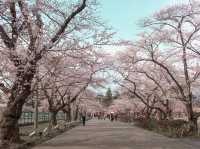 在高田城址公園賞櫻
