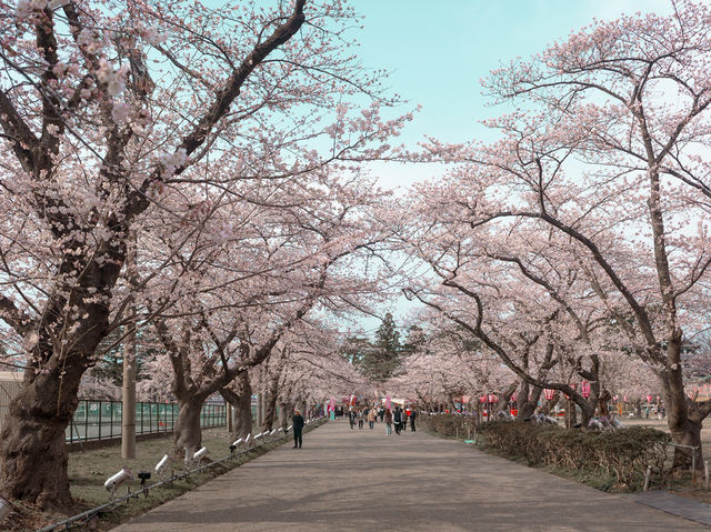 在高田城址公園賞櫻