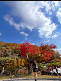 🍁 단풍이 내려앉은 숲, 가을의 화담숲 🌳✨ 
