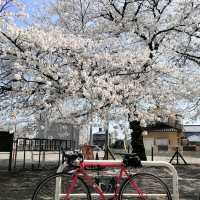 Shimizu Park, Chiba