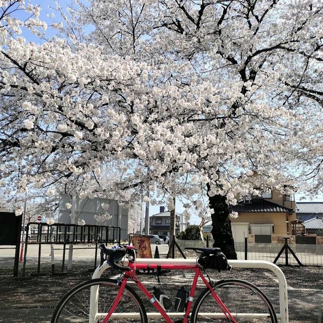 Shimizu Park, Chiba