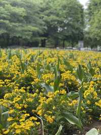 【埼玉】広大な敷地に、四季折々の花が咲き乱れる公園