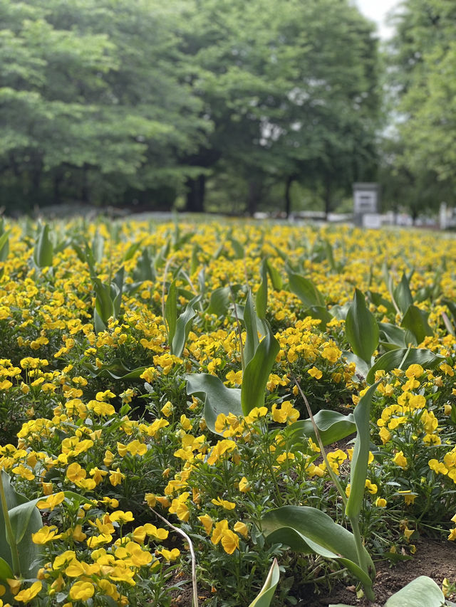 【埼玉】広大な敷地に、四季折々の花が咲き乱れる公園