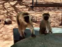 Tarangire 國家公園｜坦尚尼亞經典野生動物天堂