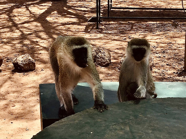 Tarangire 國家公園｜坦尚尼亞經典野生動物天堂