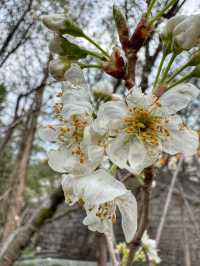 Blossoms and Pagodas: Springtime Magic at Dali’s Chongsheng Temple (崇圣寺三塔)