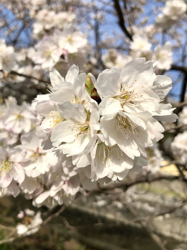 Spring Serenity at Zentsuji Temple