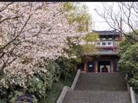 Three Kingdoms & Water Margin Town Cherry Blossom