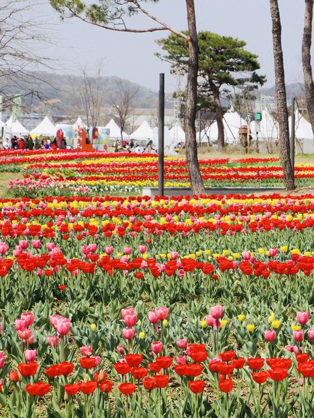 Pyeongtaek in Bloom: A Tulip Fantasy 🌷