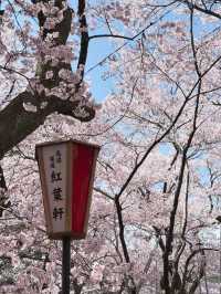 Blush of History: Sakura in the Shadows of Takato Castle