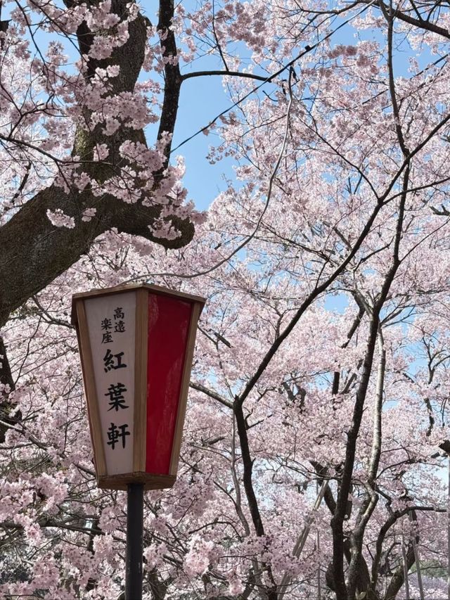 Blush of History: Sakura in the Shadows of Takato Castle