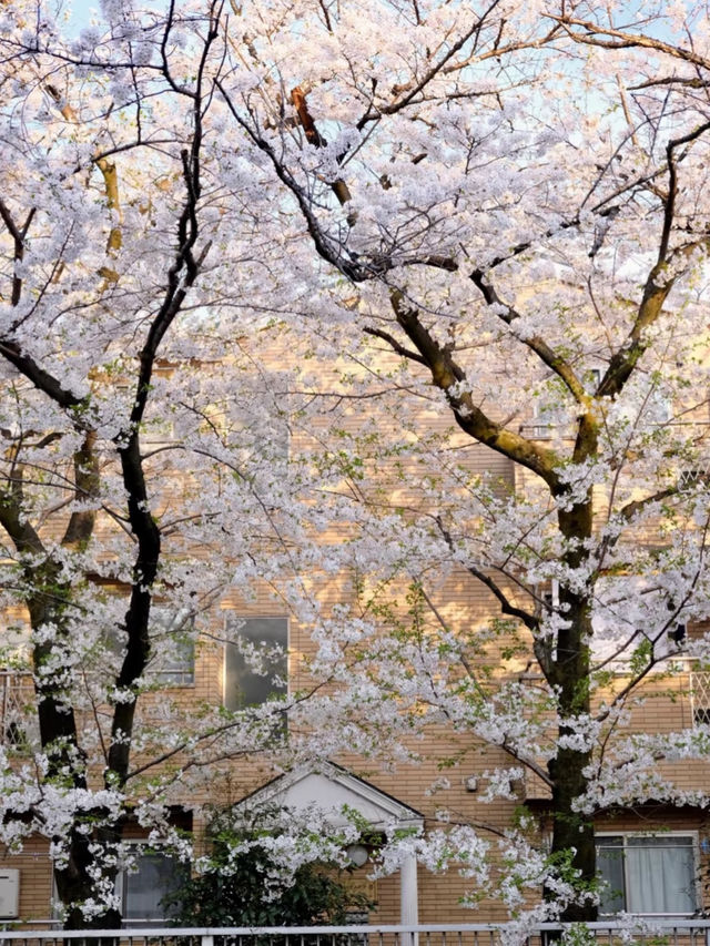 🌸 Meguro River Cherry Blossoms Are Beautiful, But I Prefer This Quiet Hidden Gem