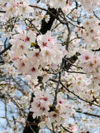 Osaka Castle Park Cherry Blossoms– A Samurai’s Pink Fortress