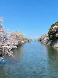 Hikone Castle Cherry Blossoms | A Stunning Harmony of National Treasure and Sakura