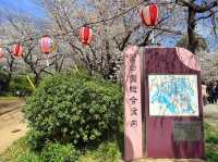 福岡賞櫻🌸西公園櫻花璀璨🌸