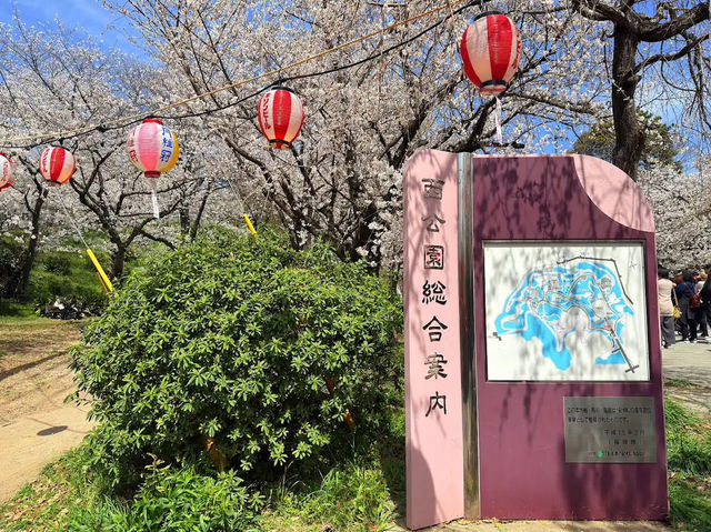 福岡賞櫻🌸西公園櫻花璀璨🌸