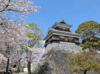 北九洲賞花🌸 熊本城櫻花盛開🌸