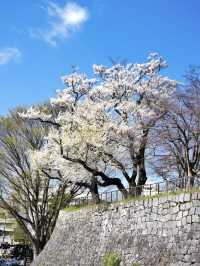 🌸 Morioka — A Hidden Gem for Your Cherry Blossom Journey! 🌸