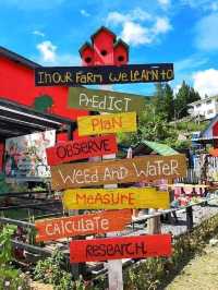 “Sweet Escapes: A Day at Mesilau Strawberry Farm”