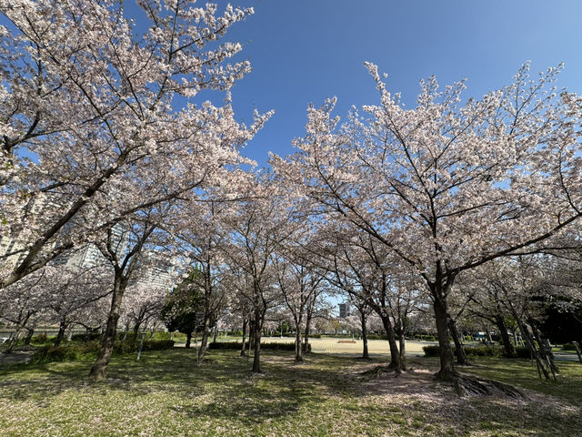 2025大阪毛馬櫻之宮公園沿河浪漫櫻花步道