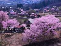 Katsuma Yakushidō Sakura – Hidden Cherry Blossom Gem in Ina City, Nagano