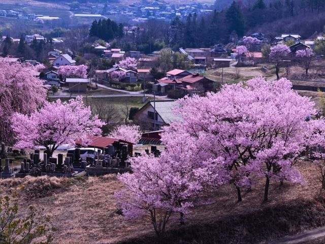 Katsuma Yakushidō Sakura – Hidden Cherry Blossom Gem in Ina City, Nagano