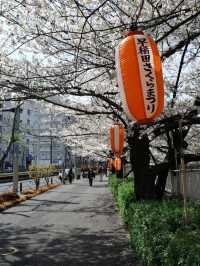 Hidden Gem: Full Bloom Cherry Blossoms at Kanda River 🌸