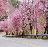 A Late Bloom Drive Through Byeonggok Village's Weeping Cherry Blossom Road