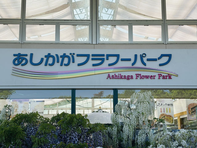 【 春の栃木 】 圧巻！あしかがフラワーパーク💐