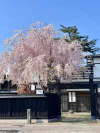 Tohoku Sakura Guide 🌸🗾｜More Peaceful than Tokyo or Kyoto, Yet Absolutely Breathtaking!"