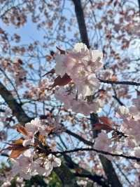 【広島】広島城桜まつり