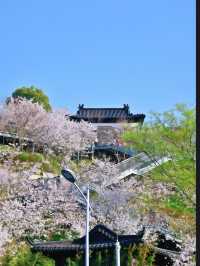 Cherry Blossoms at Guanyinmen, Nanjing