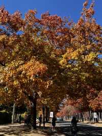 Discover the beauty of Melbourne during Autumn 