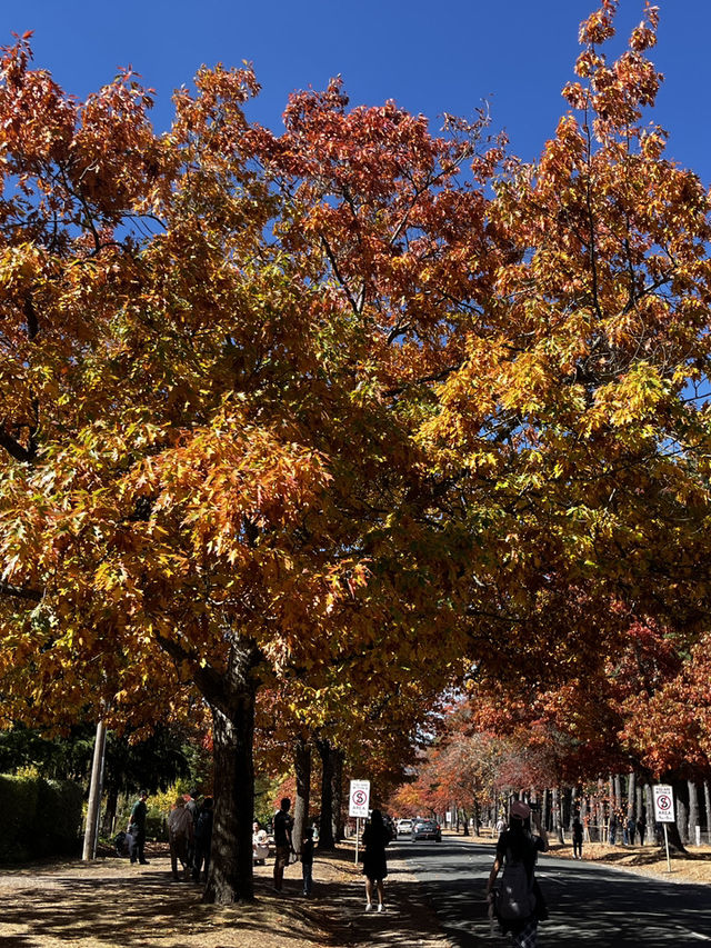 Discover the beauty of Melbourne during Autumn 