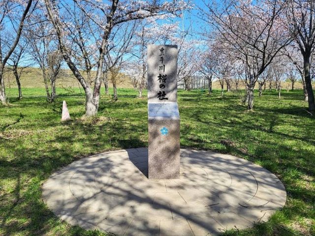 札幌近郊賞櫻秘境---豊平川桜の杜