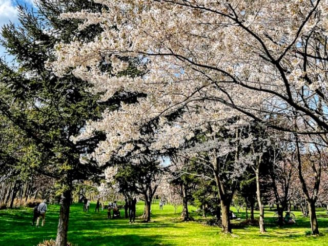 星観緑地，介於札幌與小樽之間的賞櫻名所