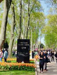 Magical Spring Journey Through Istanbul's Tulip Parks