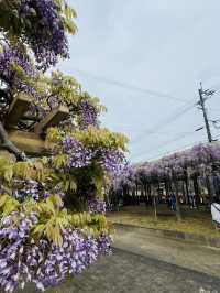 【福岡観光】樹齢100年以上の藤棚が広がる公園✨️